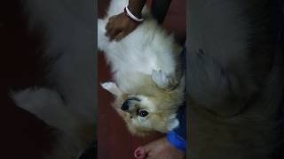 mummys love in morningdoglover trending petlover youtubeshorts Rosy lovers [upl. by Nordin]