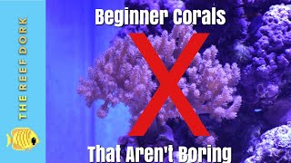 Top 7 Beginner Corals That Arent Boring [upl. by Werda]