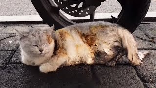 Burnt all over Abandoned cat with broken bones Its cry became weaker and weaker [upl. by Gierc]