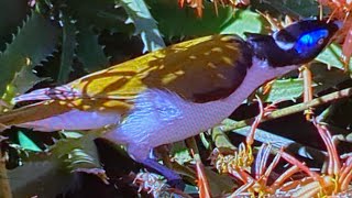 Blue faced HoneyeateryoutubeshortsBananabirdEntomyzon cyanotisBirds🐦🐦 [upl. by Dallas955]