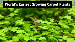 Hydrocotyle Tripartita Mini Worlds easiest growing carpet plants 2019 [upl. by Folly348]