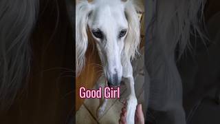 Clever Saluki saluki doglovers sighthound dogshorts dogsofinstagram [upl. by Aisorbma]