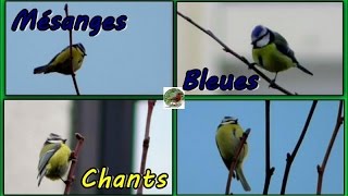 MESANGE BLEUE chants différents [upl. by Leund]