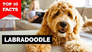 Labradoodle  Top 10 Facts [upl. by Breeze]