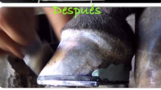 Tratamiento para la Laminitis crónica Infosura [upl. by Steele427]