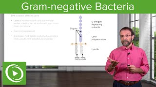 GramNegative Solution Lipopolysaccharide amp Bacterial Structure – Microbiology  Lecturio [upl. by Einttirb434]