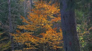 The Contrast of Autumn  shot with OM System  Olympus MZuiko Digital ED 1240mm f28 PRO II  GH6 [upl. by Cychosz]