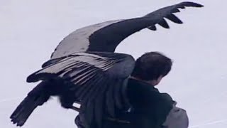 Condor BREAKS LOOSE at Hockey Game [upl. by Pronty]