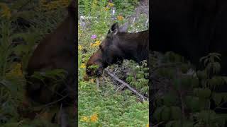 Parc national de la Gaspésie Canada Quebec [upl. by Sanford553]