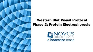 Western Blot Visual Protocol Phase 2 Protein Electrophoresis SDSPAGE [upl. by Oliana]