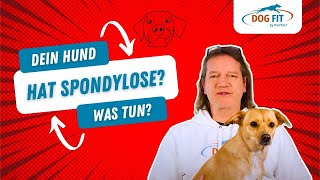 Spondylose beim Hund » Ursachen amp Behandlung erklärt von DOG FIT by PreThis® [upl. by Byrdie]