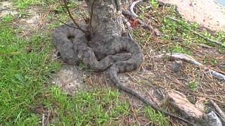 Water Moccasin Chillin Out At Lake Woodlands [upl. by Dacy]