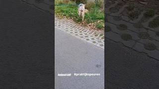 Praktijkspeuren met je hond 🥰 Vertrouw op je hondze geeft aan we moeten hier niet heen wat wel❓️ [upl. by Andrey71]