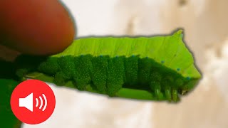 A Caterpillar That Screams It SQUEAKS Rhodinia fugax  Squeaking silkmoth [upl. by Gable]