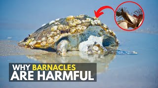 Barnacles designed to survive [upl. by Eimmas]