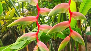 Heliconia chartacea Sexy Pink [upl. by Eical386]