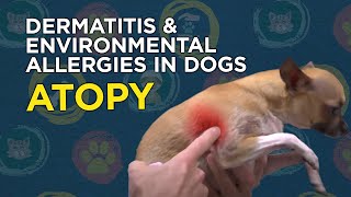 Learn about Dermatitis amp Environmental Allergies in Dogs Atopy [upl. by Marentic432]