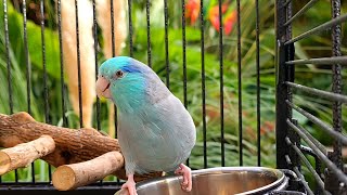 Parrot Bird TV 🌺🦜 Relax To Singing Birds amp Nature Sounds 📺 Parrotlet Sounds 🌴 [upl. by Etheline]