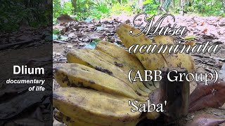 Saba banana Musa acuminata ABB Group Saba [upl. by Nekal227]