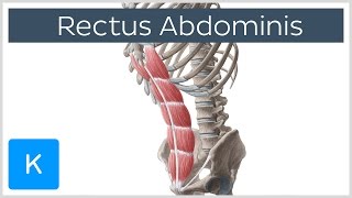 Rectus Abdominis Muscle Overview  Anatomy  Kenhub [upl. by Wenn474]