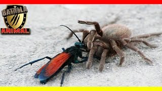 Tarantula vs Avispa  Pepsis wasp vs Tarantula  Batalla animal 2016 [upl. by Ppik61]