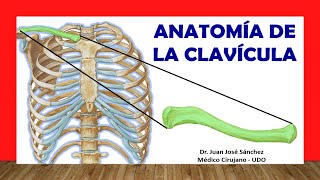 🥇 Anatomia de la CLAVÍCULA ¡Fácil Rápida y Sencilla [upl. by Chrissa]