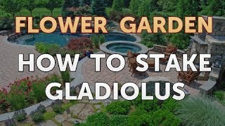 How to Stake Gladiolus [upl. by Grose]