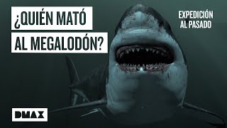 Megalodón ¿Qué sucedió con el depredador marino de las profundidades  Expedición al pasado [upl. by Eladnyl]