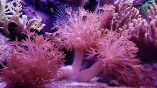 Soft coral Ruby red pulsing xenia [upl. by Tedra]