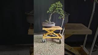 Quercus ilex apres troisième taille [upl. by Cutter]