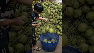 Wow Amazing coconut fruit cutting skills [upl. by Okechuku]