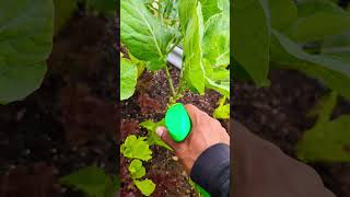 Best Organic Neem Oil Spray on Amazon For Plants Pest amp Disease  amazing bestseller review [upl. by Eahcim]