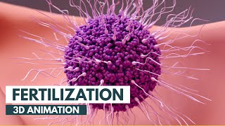 How Fertilization happens  3D Animation [upl. by Osher]