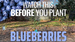 Start a New Blueberry Patch Varieties Soil Prep and Planting Tips [upl. by Assiralk364]