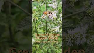 Great Golden Digger Wasp insects pollinators nature [upl. by Kipton]