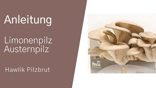 Anbau Fertigkultur Austernpilze bzw Limonenpilze [upl. by Hoang]