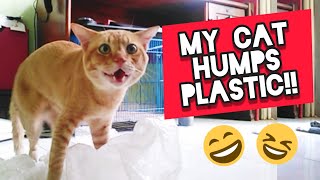 Cat Humps Plastic 😱 Why does my cat hump things [upl. by Ykroc]