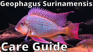 Geophagus Surinamensis Care Guide [upl. by Dusen72]