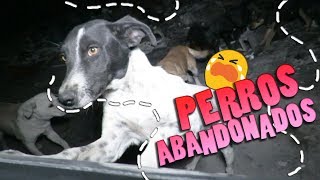 POR ESTO NO DEBES ABANDONAR A TU PERRO  Dororock [upl. by Bores406]