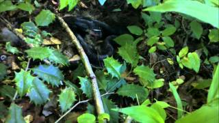 Black snake eats baby rabbits [upl. by Quinton]