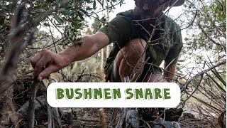 South African Bushmen Snare  Most Effective Primitive Trap [upl. by Felder2]