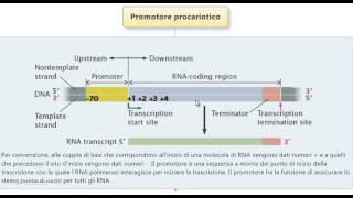 Test Medicina  Promotore procariotico [upl. by Mckenzie]