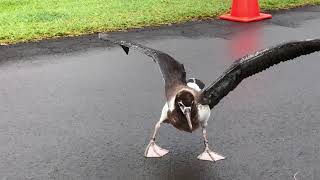 Albatross Chick Learning to Fly [upl. by Launcelot]