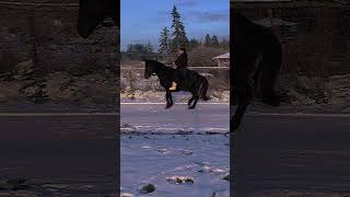 Piaffe horse training [upl. by Sicard]