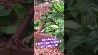 Comfrey Feed Your Livestock amp Your Soil gardening shorts comfrey chickenfeed feedyoursoil [upl. by Fern]