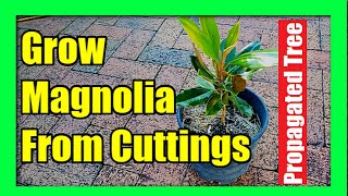 How To Grow Magnolia Tree from Cuttings  Magnolia Plant Propagation [upl. by Aihsotan]