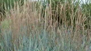 Ornamental Grasses Have Interesting Seed Heads [upl. by Sisson]