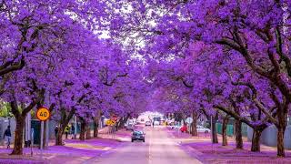 Jacaranda blue city HD1080p [upl. by Leslee]