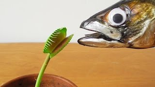 Flytrap Charlie RIPPED OFF JAW from a Mackerel [upl. by Raycher613]