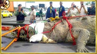 20 Largest Crocodiles Ever Caught On Camera [upl. by Emelun]